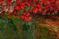 autumn-leaves-autumnal-leaves-fall-78090.jpg