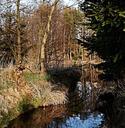 pond-reflection-trees-forest-301647.jpg