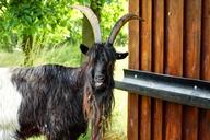 billy-goat-goat-livestock-bock-1456958.jpg