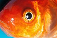 eye-goldfish-freshwater-fish-365086.jpg