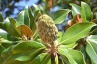 magnolia-magnolia-fruit-green-890605.jpg