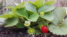 strawberry-flower-red-berry-garden-985621.jpg