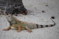 iguana-beach-summer-641086.jpg