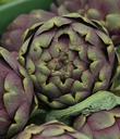 artichoke-vegetables-vitamins-612534.jpg