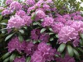 rhododendron-pink-blossom-bloom-972356.jpg