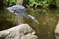 heron-water-animal-artis-holland-219659.jpg