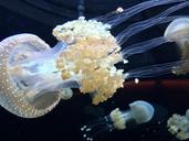 jellyfish-tentacles-aquarium-black-326867.jpg