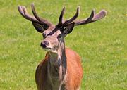 deer-red-deer-stag-hart-buck-male-275939.jpg