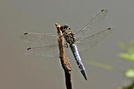 dragonfly-sailing-dragonfly-497147.jpg