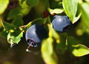 berries-undergrowth-fruit-1477979.jpg