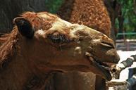 camel-dromedary-portrait-193491.jpg