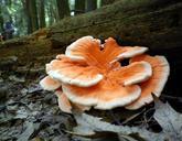 fungus-mushroom-forest-close-up-205854.jpg