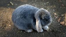 bunny-rabbit-animal-pet-cute-1276631.jpg