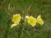 primrose-blossom-bloom-yellow-59902.jpg