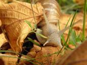 snail-shell-land-snail-snail-shells-193612.jpg