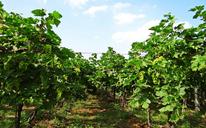 vineyard-grape-vine-agriculture-223440.jpg