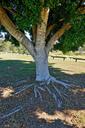 trunk-tree-roots-tree-with-roots-1414201.jpg