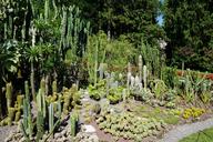 cactus-botanical-garden-%C3%BCberlingen-1524158.jpg