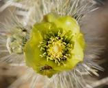 desert-bug-flower-cactus-blossom-1432504.jpg