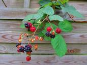 blackberries-fruits-fruit-berries-997805.jpg