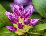 rhododendron-purple-buds-flowers-111631.jpg