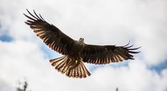 red-kite-prey-nature-bird-raptor-1107398.jpg