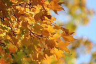 autumn-leaves-fall-leaves-orange-989986.jpg