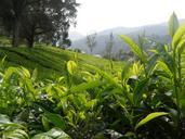 tea-landscape-bush-green-667228.jpg