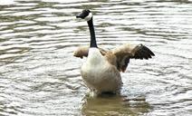 geese-canada-spring-time-wild-bird-710413.jpg