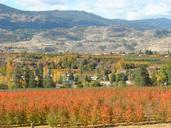 okanagan-vineyards-canada-1275173.jpg