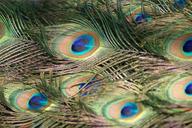 peacock-feathers-peacock-feathers-367447.jpg