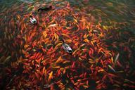 koi-fish-fish-pond-water-carp-386049.jpg