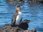 penguin-bird-flightless-galapagos-255527.jpg