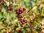 berries-purple-hartschalig-branch-62792.jpg