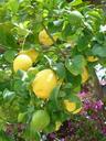 lemons-lemon-bush-yellow-fruits-603850.jpg