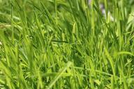 grass-rush-green-meadow-nature-632219.jpg