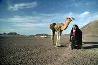 desert-camel-view-624649.jpg