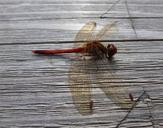 dragonfly-red-wings-insect-bug-505788.jpg