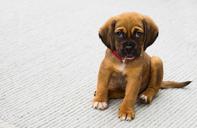 animal-dog-pet-puppy-pug-1284307.jpg