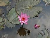 water-lily-aquatic-plant-blossom-496074.jpg