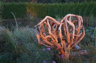 driftwood-wood-heart-garden-628541.jpg