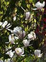 magnolia-tulip-magnolia-tree-bush-6942.jpg