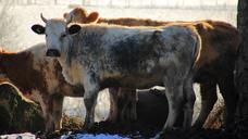 cow-beef-calf-back-light-farm-627754.jpg