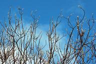 pasture-willow-catkins-palm-kitten-245700.jpg