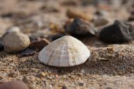 shell-sea-sand-scotland-water-173234.jpg