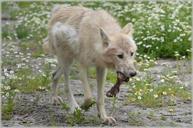 wolf-predator-european-wolf-215062.jpg