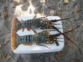 crawfish-crustacean-sea-delicious-652688.jpg