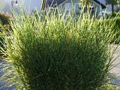 grass-weed-green-949737.jpg