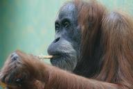 orang-utan-primate-monkey-1464014.jpg