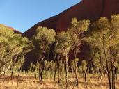 trees-nature-uluru-ayers-rock-628852.jpg